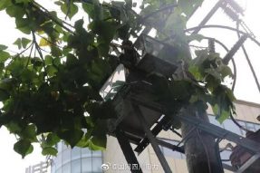 雁江供電公司修理10kV中晶二線(xiàn)上樹(shù)枝，變身“伐木工”