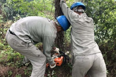 林木尖尖角，為何要砍掉？