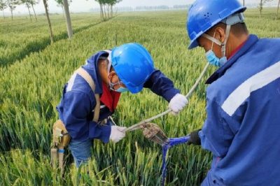 戰(zhàn)疫情 保供電#風(fēng)吹麥成浪，田間施工忙，周末不打烊，供電有保障