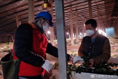 為果蔬大棚檢查供電線路、開關(guān)、照明燈具，以及水泵、卷簾機等設(shè)備